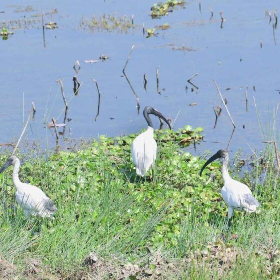India’s Push for Wetland Conservation: Leading with Vision & Action